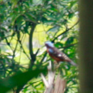 White-Throated Rock Thrush