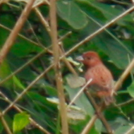 Carpodacus in Vietnam
