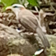 White-browed Scimitar Babbler