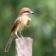 Brown shrike in Vietnam