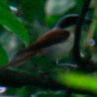 Burmese Shrike in Vietnam