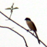 Long-Tailed Shrike