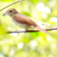 Tiger Shrike in Vietnam