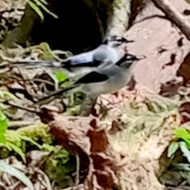 Black-headed sibia in Vietnam