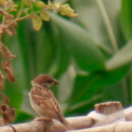 Eurasian tree sparrow