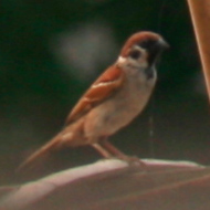 Eurasian Tree Sparrow