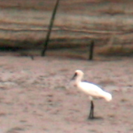Black-faced spoonbill in Vietnam