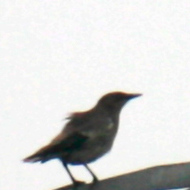 White-Shouldered Starling