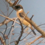 Amur Stonechat in Vietnam