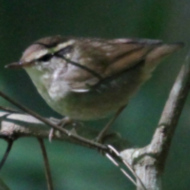 Asian Stubtail in Vietnam
