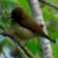 Fork-Tailed Sunbird in Vietnam