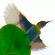 Cinnyris in Vietnam