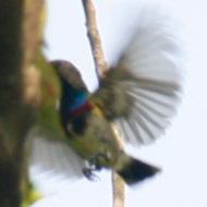 Ornate Sunbird