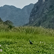 Grey-Headed Swamphen in vietnam