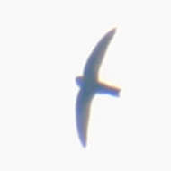 House Swift in Vietnam