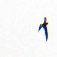 Pacific swift in Vietnam