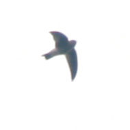 Himalayan Swiftlet