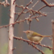 Common Tailorbird