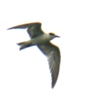 Little Tern