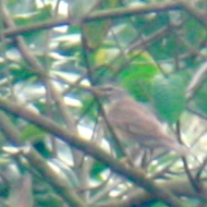 Eyebrowed Thrush