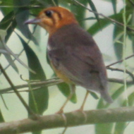 Orange-Headed Thrush in Vietnam