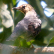 Siberian Thrush in Vietnam