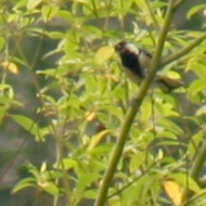 Cinereous Tit in Vietnam