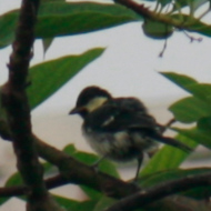 Cinereous Tit in Vietnam