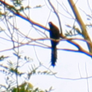 Ratchet-Tailed Treepie in Vietnam