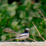White Wagtail