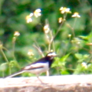 White Wagtail in Vietnam
