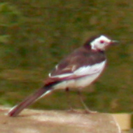 White Wagtail in Vietnam