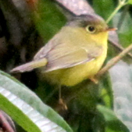 Alström's Warbler in Vietnam