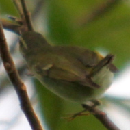 Arctic Warbler in Vietnam