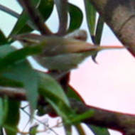 Pale-Legged Leaf Warbler in Vietnam