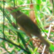 Radde's Warbler