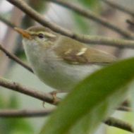 Two-barred Warbler in Vietnam