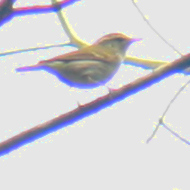 Yellow-Browed Warbler