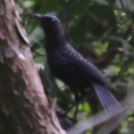 Blue Whistling Thrush in Vietnam