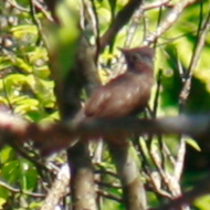 Indochinese Yuhina in Vietnam