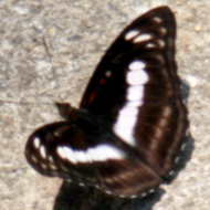 Athyma in Vietnam