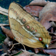 Lepidoptera in Vietnam