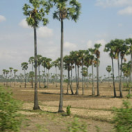 Sugar Palms in Kampong Thom Cambodia