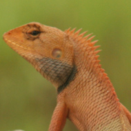 Oriental Garden Lizard