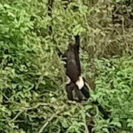 Primates in Vietnam
