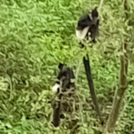 Trachypithecus: lutungs, langurs, or leaf monkeys in Vietnam