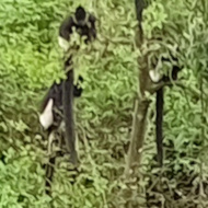 Cercopithecidae: Old World monkey