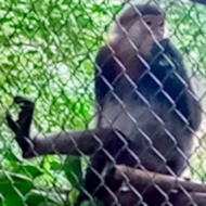 Indochinese Silvered Langur, Germain's langur