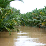 Coconut trees on the Mekong River at Ben Tre