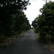 The U Minh Ha National Park